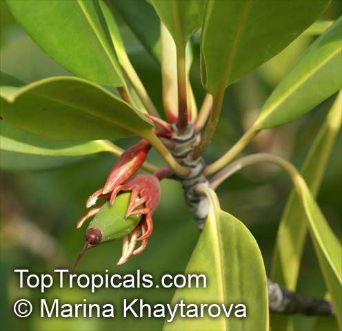 Bruguiera gymnorrhiza , Burma Mangrove, Black Mangrove 