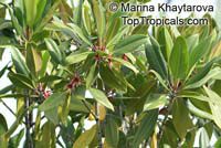 Bruguiera gymnorrhiza , Burma Mangrove, Black Mangrove 

Click to see full-size image