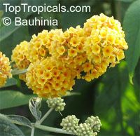 Buddleja sp., Butterfly Bush

Click to see full-size image