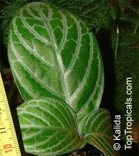 Chamaeranthemum venosum, India Plant 

Click to see full-size image