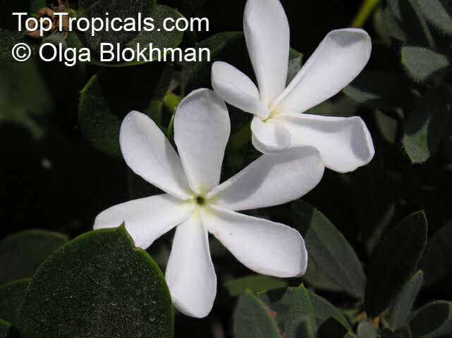 Carissa macrocarpa, Carissa grandiflora, Natal Plum