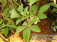 Cyphostemma lanigerum, Cissus lanigera , Wooly Cyphostemma

Click to see full-size image