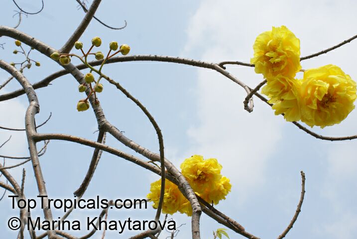 Cochlospermum regium, Yellow Cotton Tree 