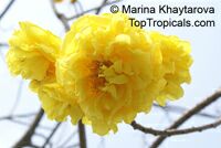 Cochlospermum regium, Yellow Cotton Tree 

Click to see full-size image