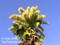 Corypha umbraculifera, Talipot Palm, Buri

Click to see full-size image