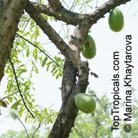 Crescentia alata, Parmentiera alata , Gourd tree, Jicaro, Morrito. Calabash Tree

Click to see full-size image