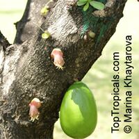 Crescentia alata, Parmentiera alata , Gourd tree, Jicaro, Morrito. Calabash Tree

Click to see full-size image