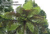 Cyathea contaminans, Blue Tree Fern

Click to see full-size image