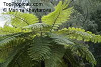 Cyathea contaminans, Blue Tree Fern

Click to see full-size image