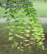 Dalbergia oliveri , Burma Tulipwood, Pinkwood, Tamalan Tree

Click to see full-size image