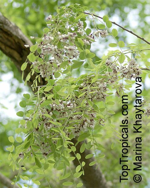 Dalbergia oliveri , Burma Tulipwood, Pinkwood, Tamalan Tree