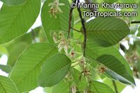 Dipterocarpus sp., Dipterocarpus

Click to see full-size image