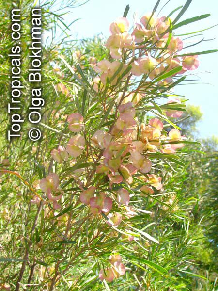 Dodonaea rigida, Dodonaea filifolia, Dodonaea falcata , Threadleaf Hopbush