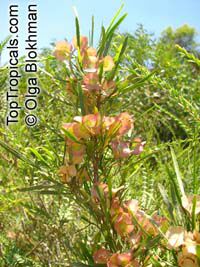 Dodonaea rigida, Dodonaea filifolia, Dodonaea falcata , Threadleaf Hopbush

Click to see full-size image