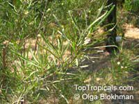 Dodonaea rigida, Dodonaea filifolia, Dodonaea falcata , Threadleaf Hopbush

Click to see full-size image