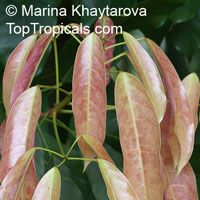 Elateriospermum tapos , Kra, Perah, Tapos

Click to see full-size image