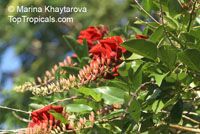 Erythrina fusca, Erythrina glauca , Cape Kaffirboom, Gallito, Coral bean, Bois Immortelle

Click to see full-size image