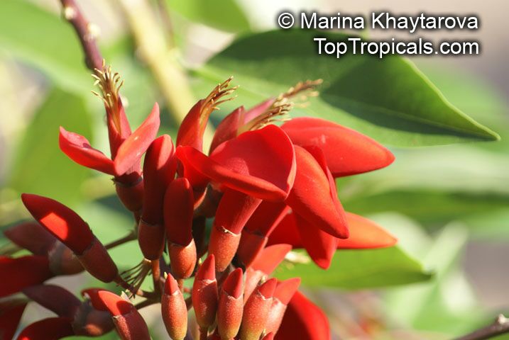 Erythrina fusca, Erythrina glauca , Cape Kaffirboom, Gallito, Coral bean, Bois Immortelle