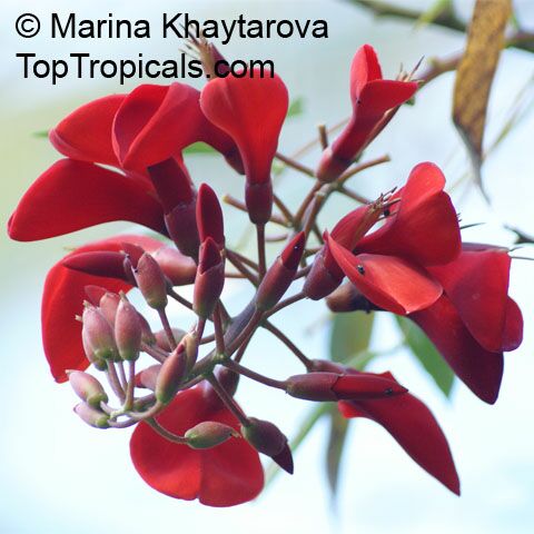 Erythrina fusca, Erythrina glauca , Cape Kaffirboom, Gallito, Coral bean, Bois Immortelle