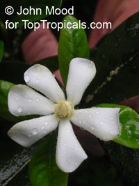 Gardenia vanuatuensis, Vanuatu Gardenia

Click to see full-size image