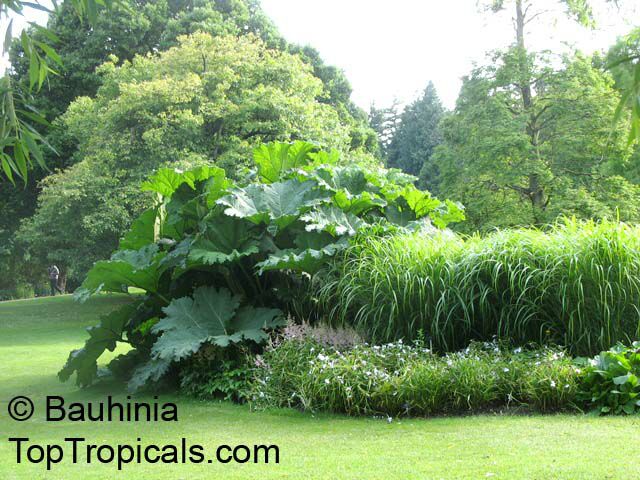 Gunnera manicata, Giant Rhubarb, Giant Gunnera, Mammutblatt, Dinosaur Food Plant