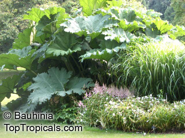 Gunnera manicata, Giant Rhubarb, Giant Gunnera, Mammutblatt, Dinosaur Food Plant