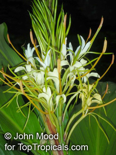 Hedychium sp., Ginger Lily