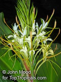 Hedychium elatum - seeds

Click to see full-size image