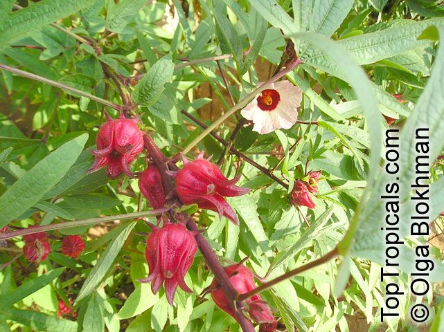 Hibiscus sabdariffa, Karkade, Red sorrel, Red tea, Roselle, Flor de Jamaica, Rosa de Jamaica, Kerkade Sorrel 