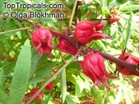 Hibiscus sabdariffa, Karkade, Red sorrel, Red tea, Roselle, Flor de Jamaica, Rosa de Jamaica

Click to see full-size image