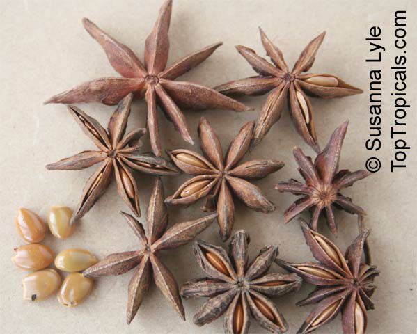 Illicium sp., False Anise, Anise Tree, Star Anise, Licorice. Illicium verum ( Star Anise )