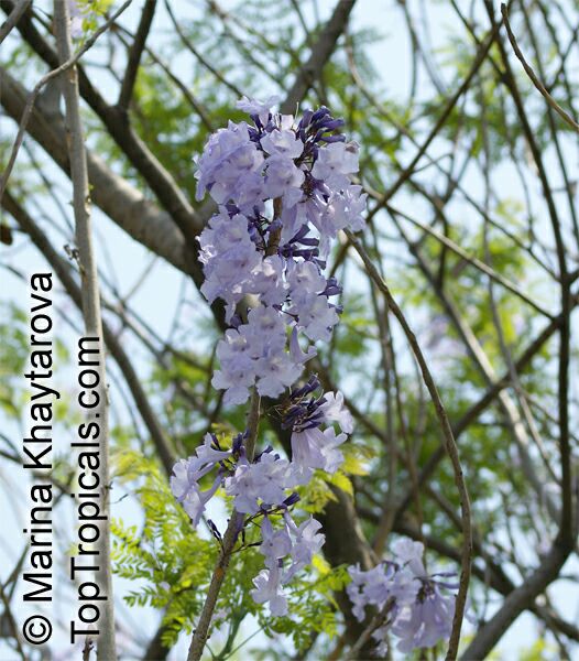 Jacaranda obtusifolia , Jacaranda 