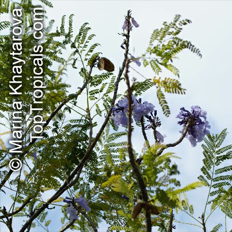 Jacaranda obtusifolia , Jacaranda 