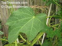 Jatropha curcas, Physic Nut, Purging Nut

Click to see full-size image