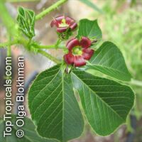 Jatropha gossypiifolia, Bellyache bush, Cotton Leaf, Physic nut, Sibidigua, Tua-Tua

Click to see full-size image