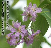 Lagerstroemia loudonii, Thai Bungor

Click to see full-size image