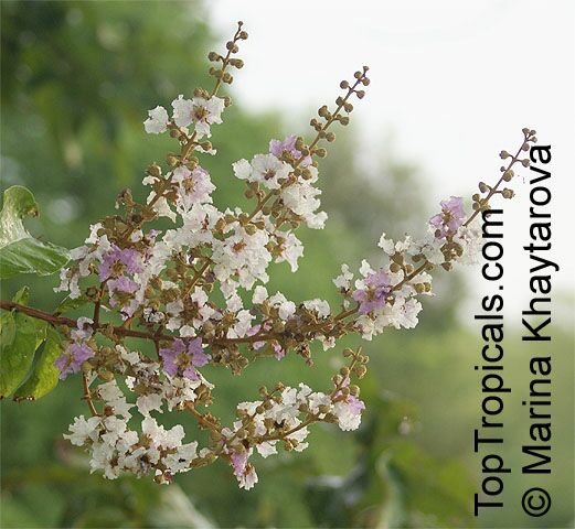 Lagerstroemia floribunda, Kedah Bungor, Crepe Myrtle