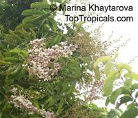 Lagerstroemia floribunda, Kedah Bungor, Crepe Myrtle

Click to see full-size image