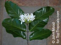 Saba comorensis, Landolphia comorensis, Mbungu, White Rubber Vine, Vbundu

Click to see full-size image