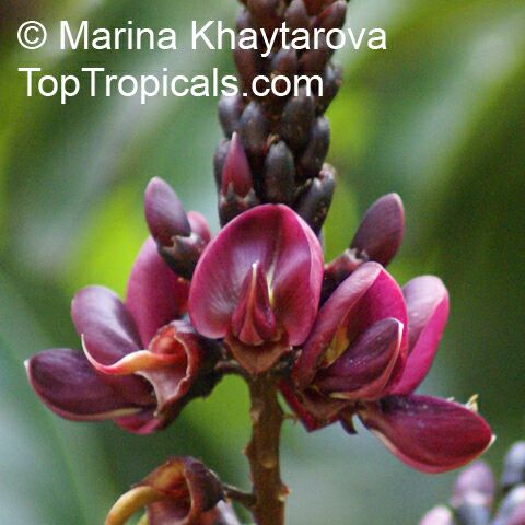 Callerya atropurpurea, Millettia atropurpurea , Purple Milletia, Tulang Daing