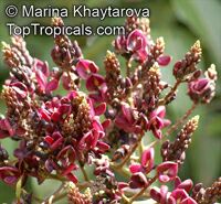 Callerya atropurpurea, Millettia atropurpurea , Tulang Daing, Purple Milletia

Click to see full-size image