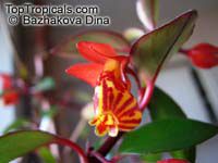 Nematanthus sp., Gold Fish, Guppy Plant

Click to see full-size image