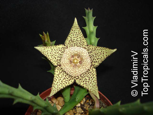 Orbea variegata, Stapelia variegata, Starfish Flower, Star Flower, Toad Cactus