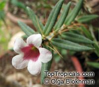 Pachypodium bispinosum, Pachypodium 

Click to see full-size image