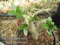 Pachypodium rosulatum, Elephant's Foot Plant, Pachypodium

Click to see full-size image
