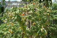 Leuenbergeria bleo, Pereskia bleo, Pereskia corrugata, Rose cactus, Wax rose, Perescia

Click to see full-size image