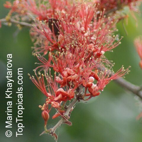 Barnebydendron riedelii, Phyllocarpus riedelii, Phyllocarpus septentrionalis, Monkey Flower Tree