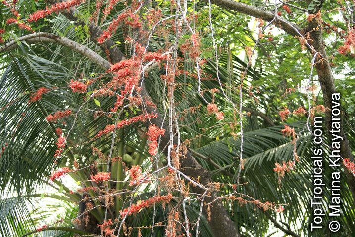 Barnebydendron riedelii, Phyllocarpus riedelii, Phyllocarpus septentrionalis, Monkey Flower Tree