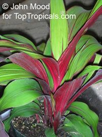 Pitcairnia sanguinea, Bromeliad

Click to see full-size image