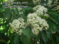 Pittosporum rhombifolium, Diamond Pittosporum 

Click to see full-size image